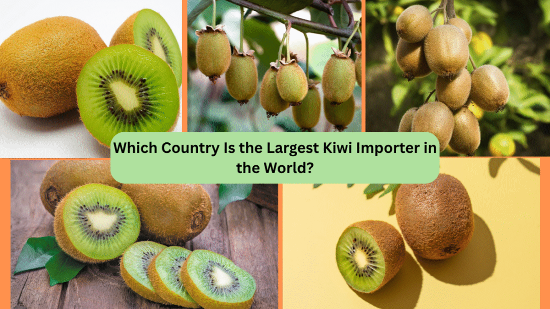 Which Country Is the Largest Kiwi Importer in the World?