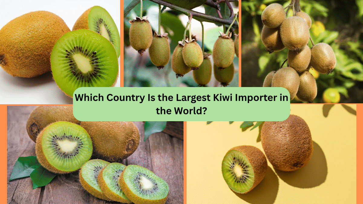 Which Country Is the Largest Kiwi Importer in the World?