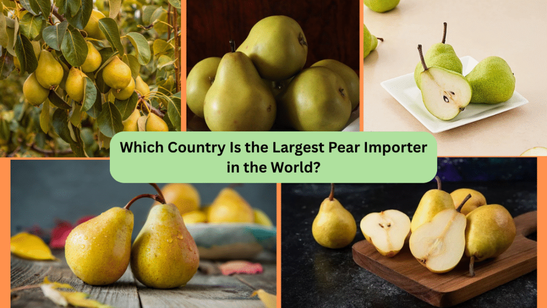 Which Country Is the Largest Pear Importer in the World?