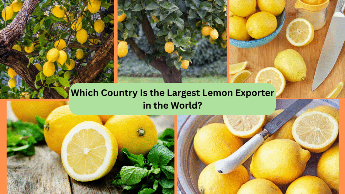 Which Country Is the Largest Lemon Exporter in the World?