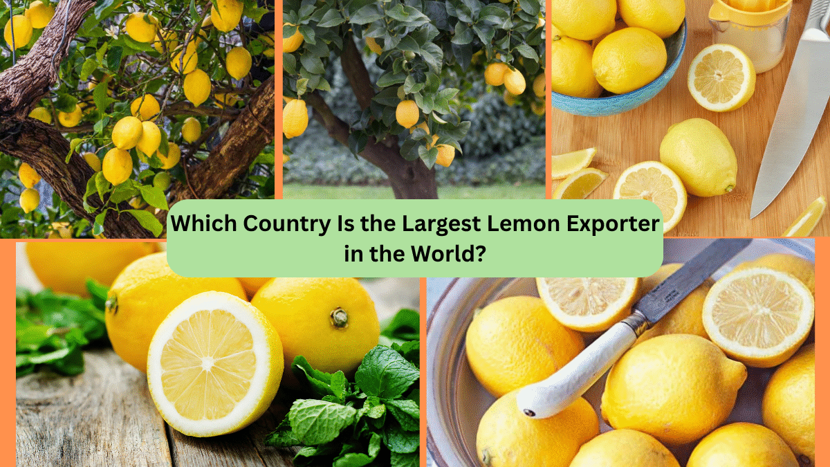 Which Country Is the Largest Lemon Exporter in the World?