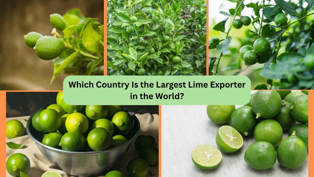 Which Country Is the Largest Lime Exporter in the World?