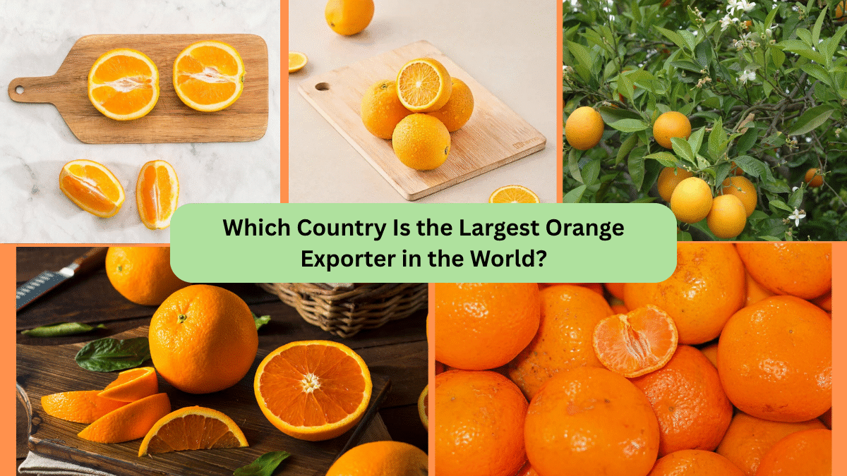 Which Country Is the Largest Orange Exporter in the World?