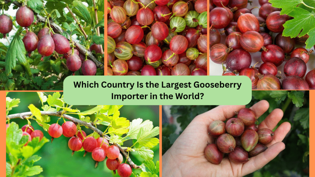 Which Country Is the Largest Gooseberry Importer in the World?