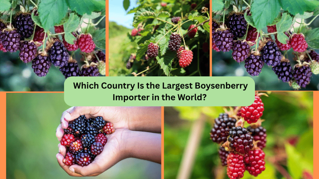Which Country Is the Largest Boysenberry Importer in the World?