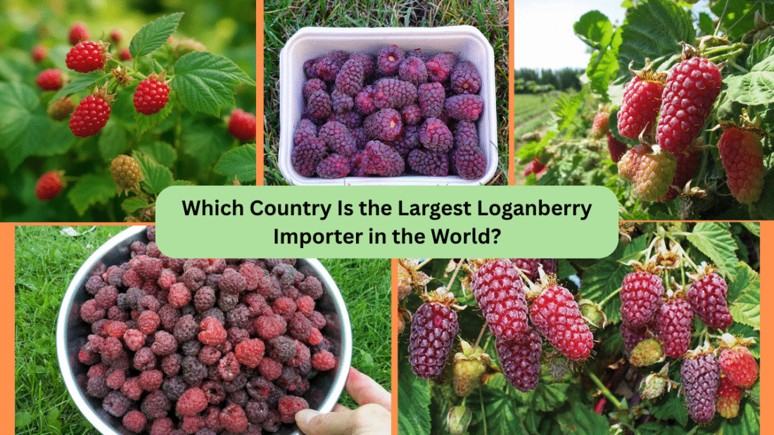 Which Country Is the Largest Loganberry Importer in the World?
