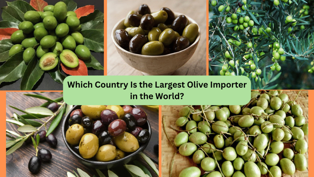 Which Country Is the Largest Olive Importer in the World?