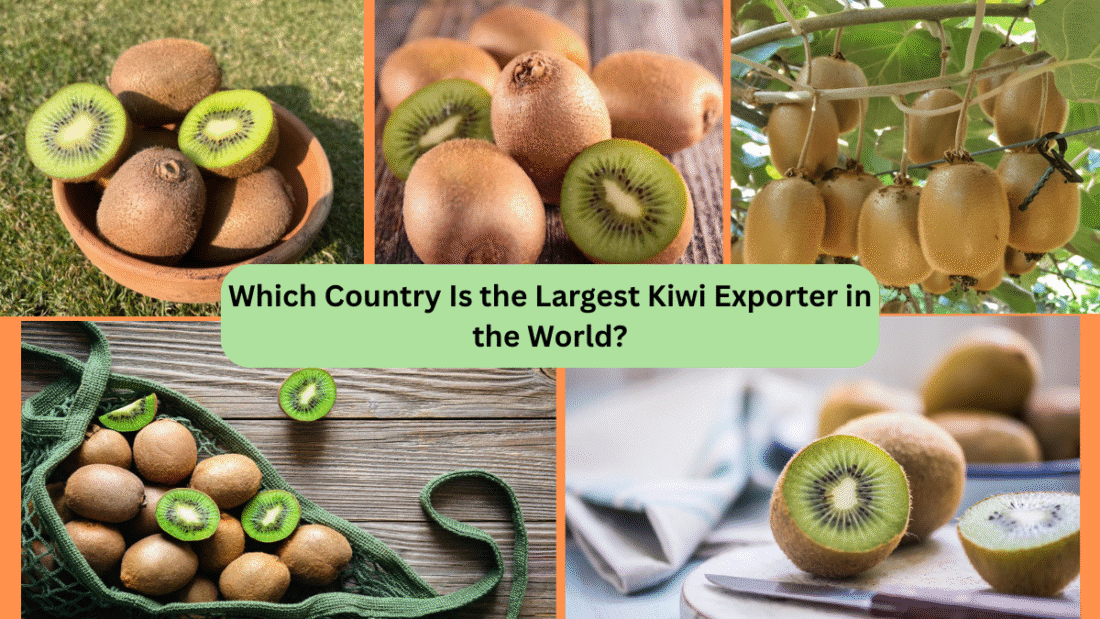 Which Country Is the Largest Kiwi Exporter in the World?