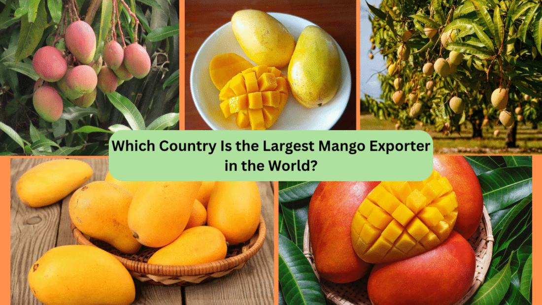 Which Country Is the Largest Mango Exporter in the World?