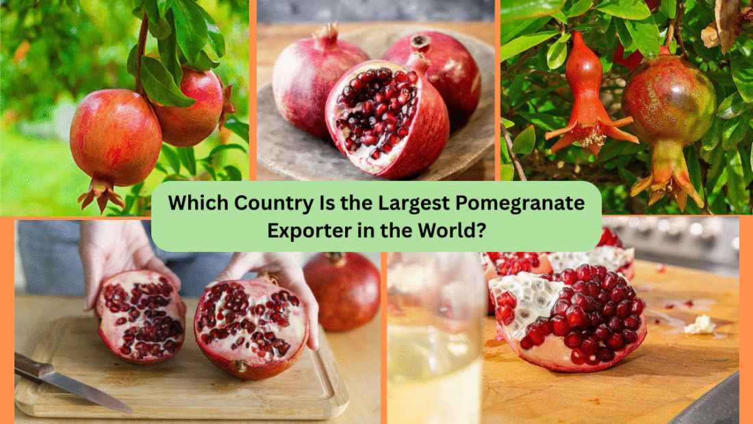 Which Country Is the Largest Pomegranate Exporter in the World?