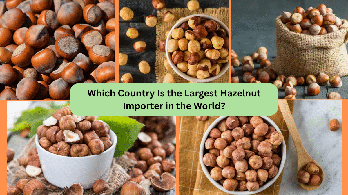 Which Country Is the Largest Hazelnut Importer in the World?
