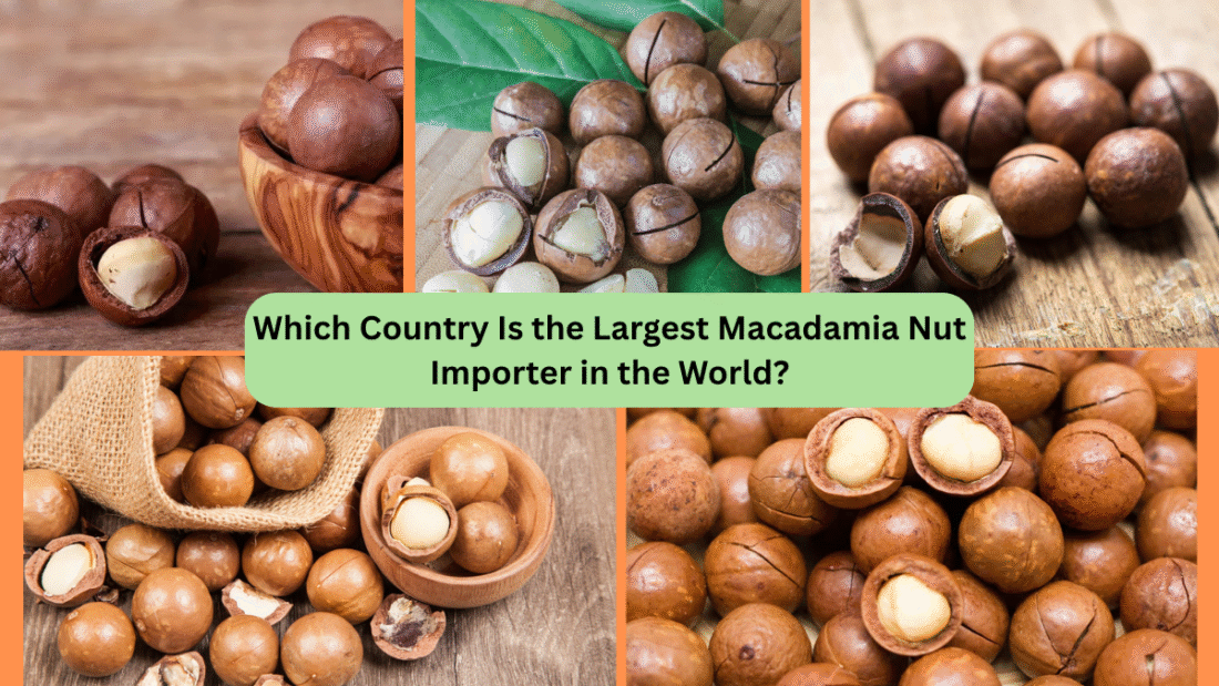 Which Country Is the Largest Macadamia Nut Importer in the World?