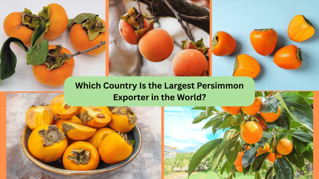 Which Country Is the Largest Persimmon Exporter in the World?