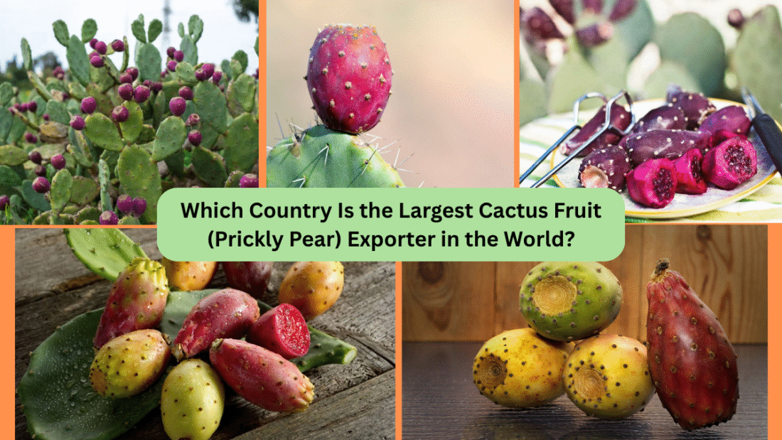 Which Country Is the Largest Cactus Fruit (Prickly Pear) Exporter in the World?