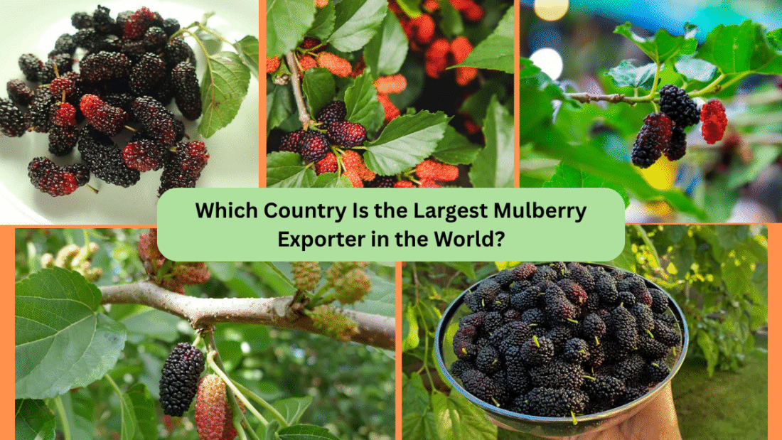Which Country Is the Largest Mulberry Exporter in the World?