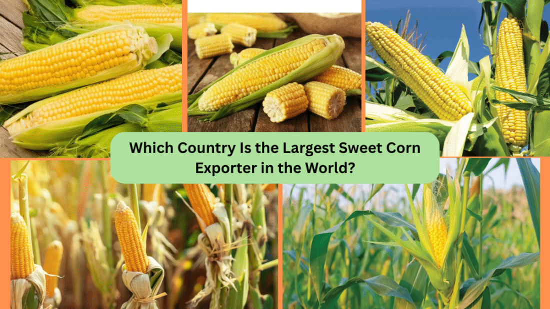 Which Country Is the Largest Sweet Corn Exporter in the World?
