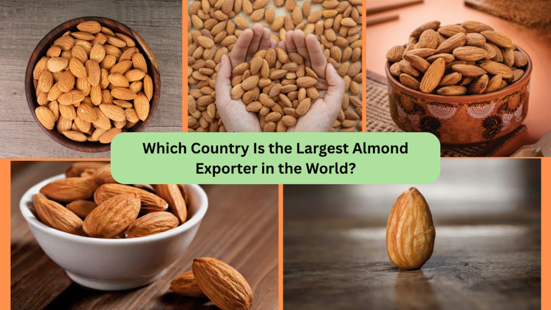 Which Country Is the Largest Almond Exporter in the World?