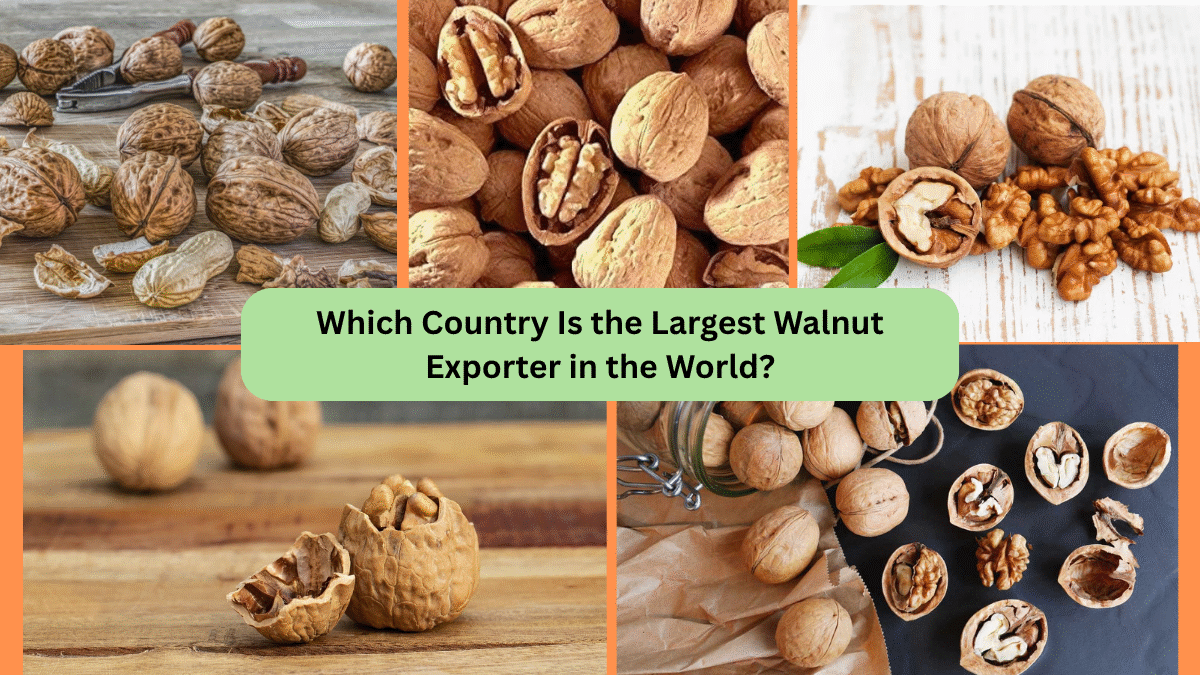 Which Country Is the Largest Walnut Exporter in the World?