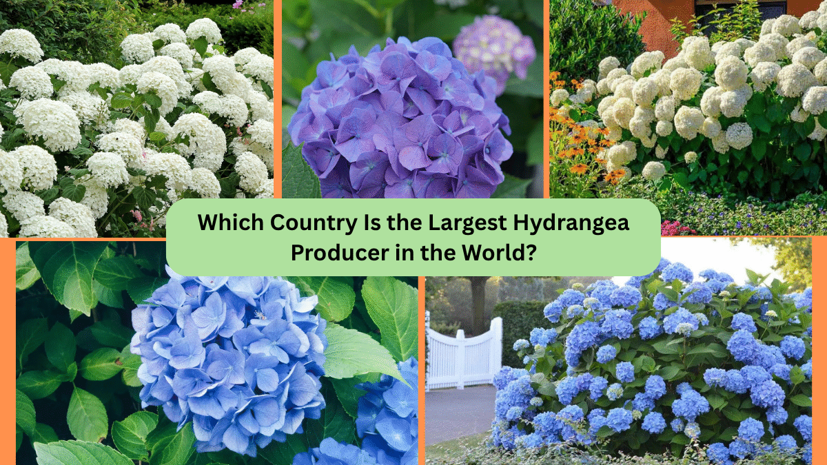 Which Country Is the Largest Hydrangea Producer in the World?