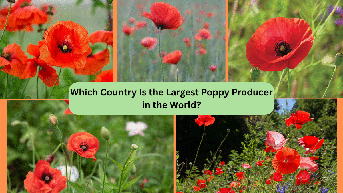 Which Country Is the Largest Poppy Producer in the World?