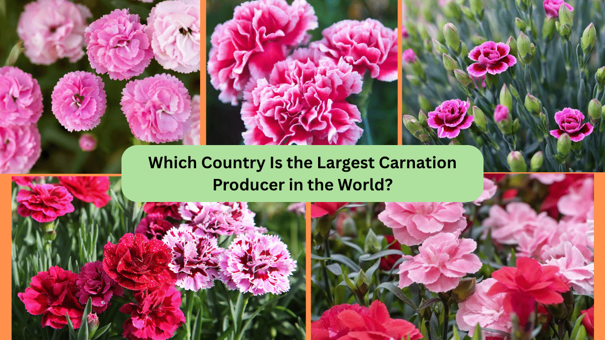 Which Country Is the Largest Carnation Producer in the World?