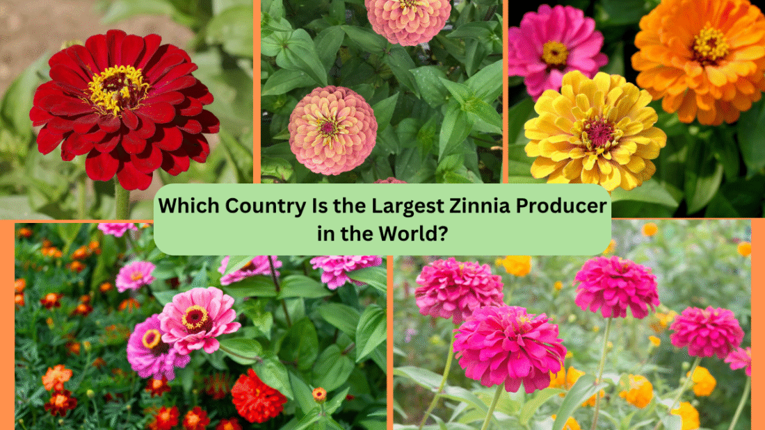 Which Country Is the Largest Zinnia Producer in the World?