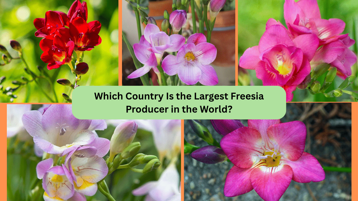 Which Country Is the Largest Freesia Producer in the World?