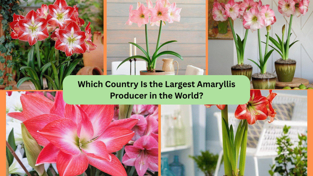 Which Country Is the Largest Amaryllis Producer in the World?