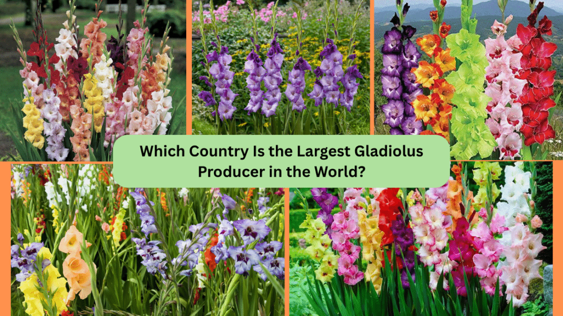 Which Country Is the Largest Gladiolus Producer in the World?