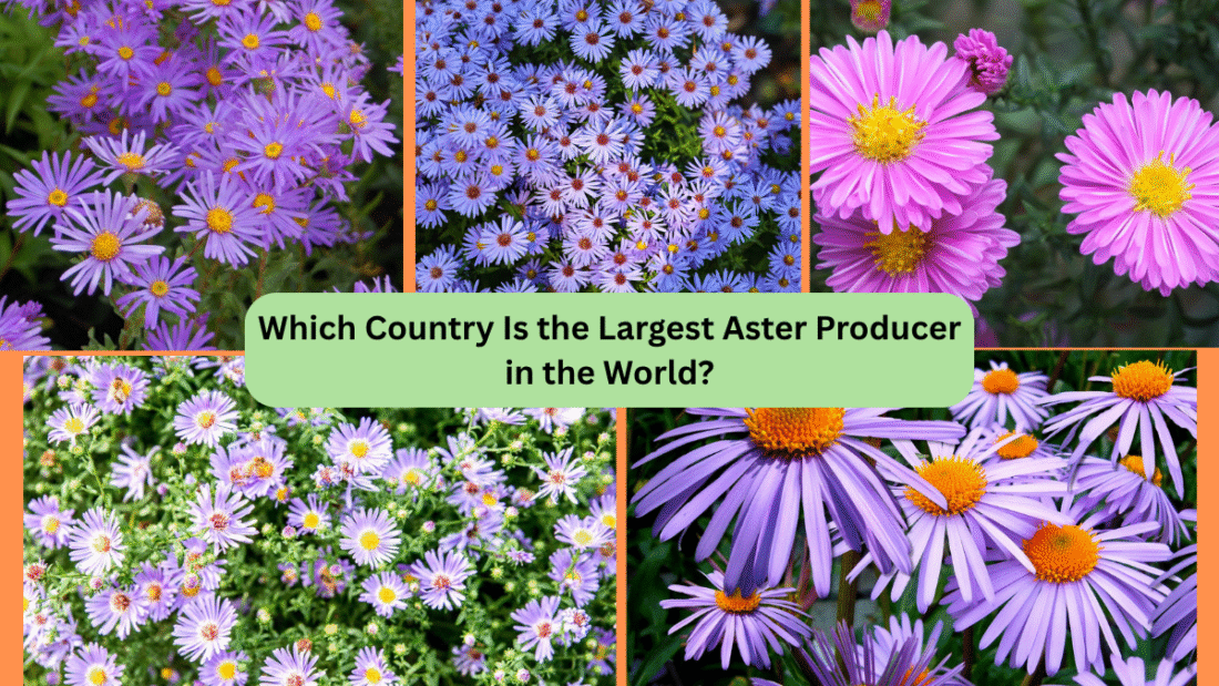 Which Country Is the Largest Aster Producer in the World?