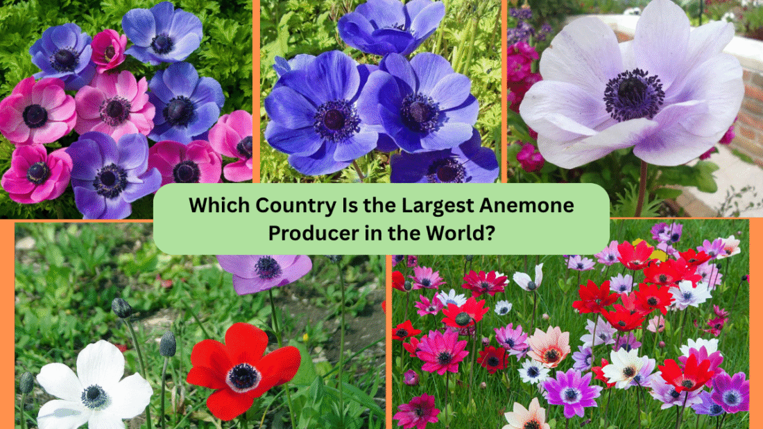 Which Country Is the Largest Anemone Producer in the World?