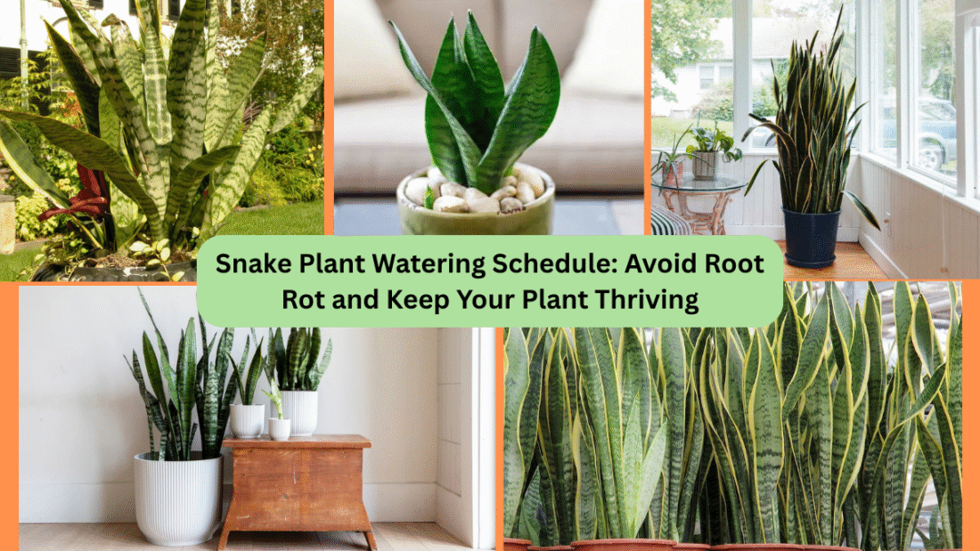 Snake Plant Watering Schedule: Avoid Root Rot and Keep Your Plant Thriving