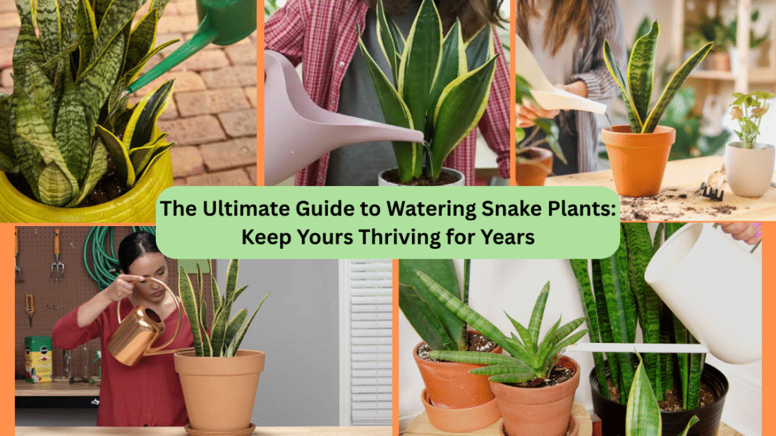 The Ultimate Guide to Watering Snake Plants: Keep Yours Thriving for Years