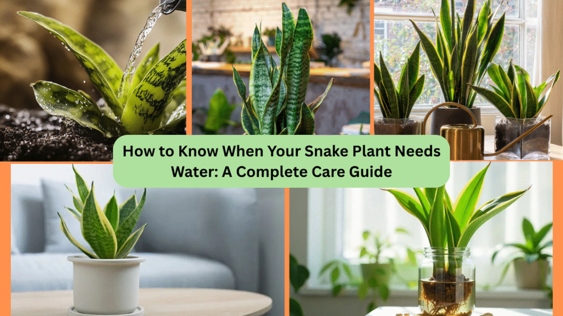 How to Know When Your Snake Plant Needs Water: A Complete Care Guide