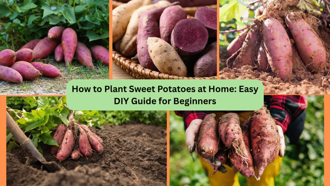 How to Plant Sweet Potatoes at Home: Easy DIY Guide for Beginners