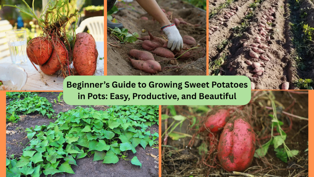 Beginner’s Guide to Growing Sweet Potatoes in Pots: Easy, Productive, and Beautiful