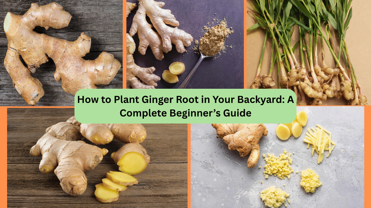 How to Plant Ginger Root in Your Backyard: A Complete Beginner’s Guide