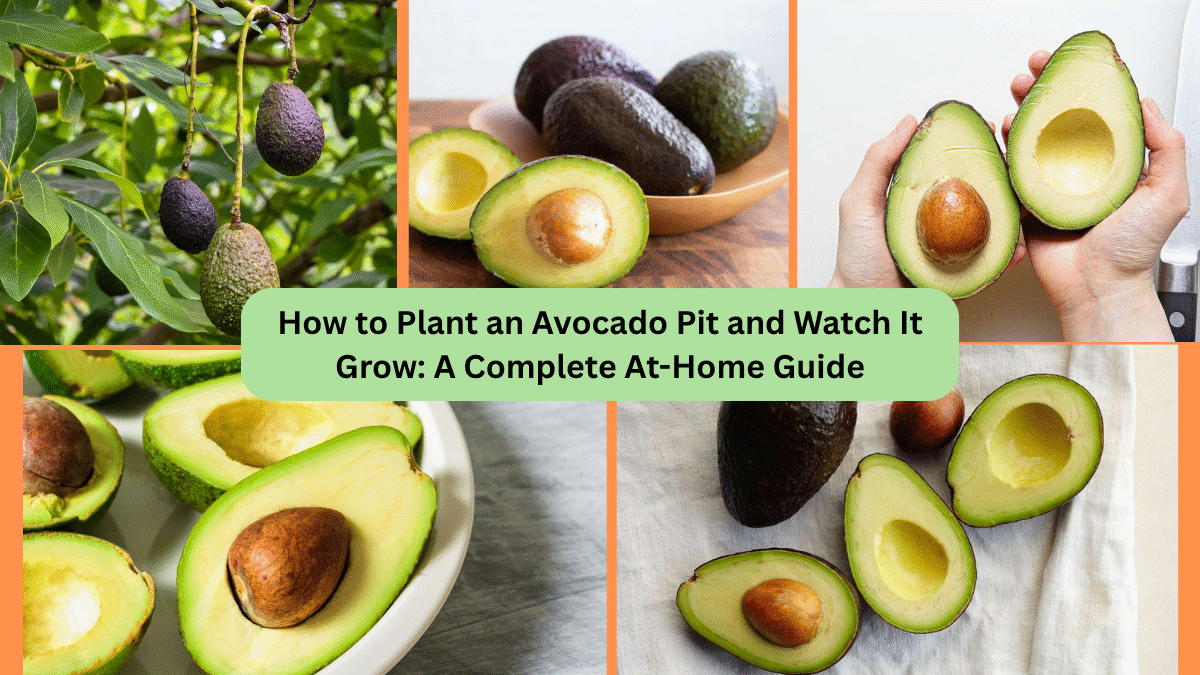 How to Plant an Avocado Pit and Watch It Grow: A Complete At-Home Guide