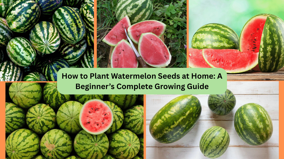 How to Plant Watermelon Seeds at Home: A Beginner’s Complete Growing Guide
