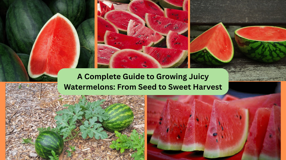 A Complete Guide to Growing Juicy Watermelons: From Seed to Sweet Harvest