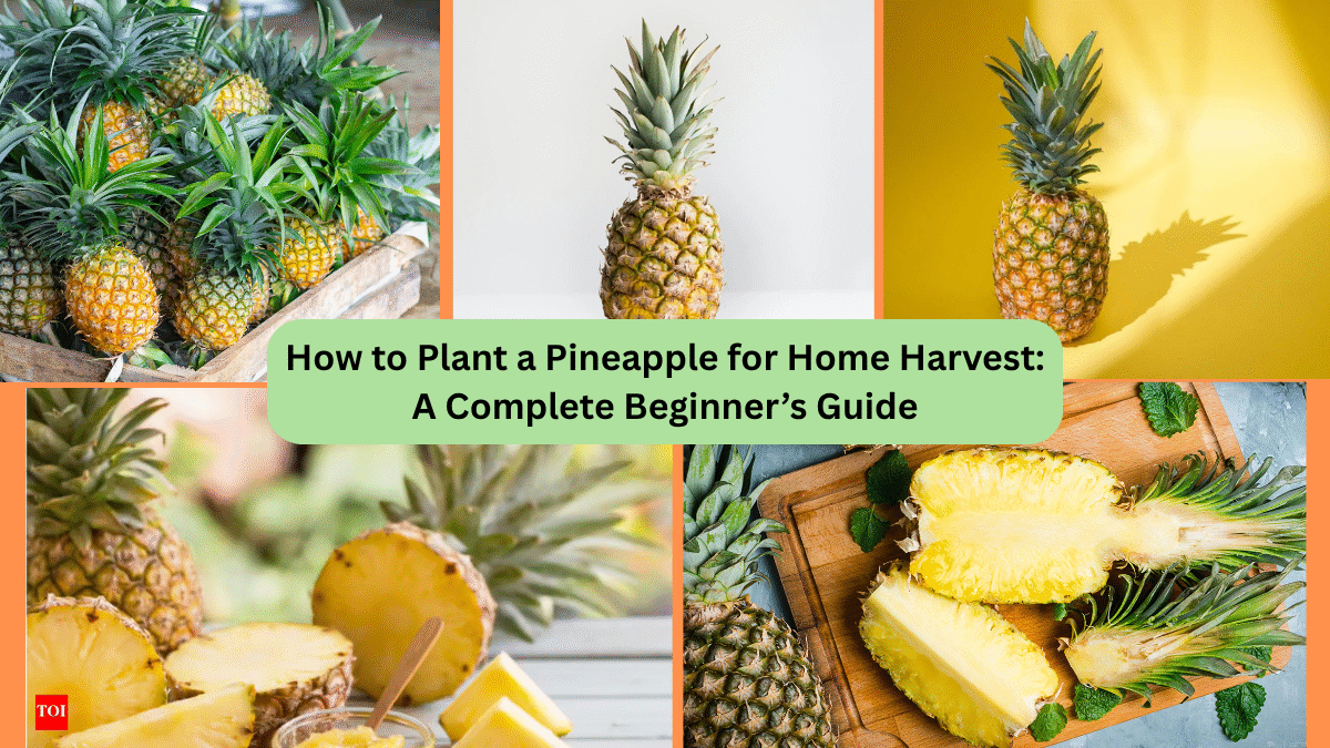 How to Plant a Pineapple for Home Harvest: A Complete Beginner’s Guide
