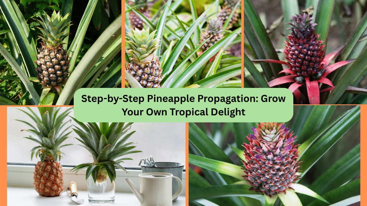 Step-by-Step Pineapple Propagation: Grow Your Own Tropical Delight