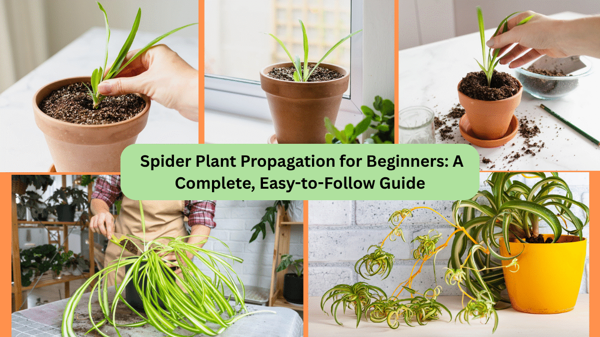 Spider Plant Propagation for Beginners: A Complete, Easy-to-Follow Guide