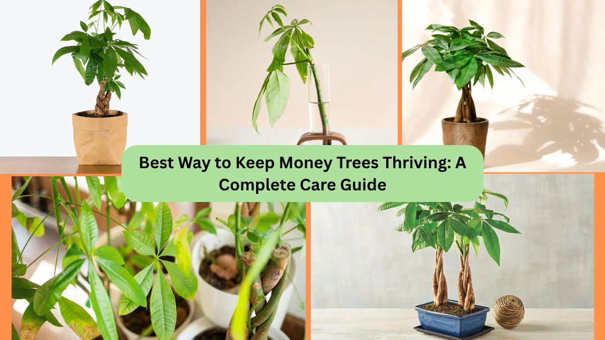 Best Way to Keep Money Trees Thriving: A Complete Care Guide