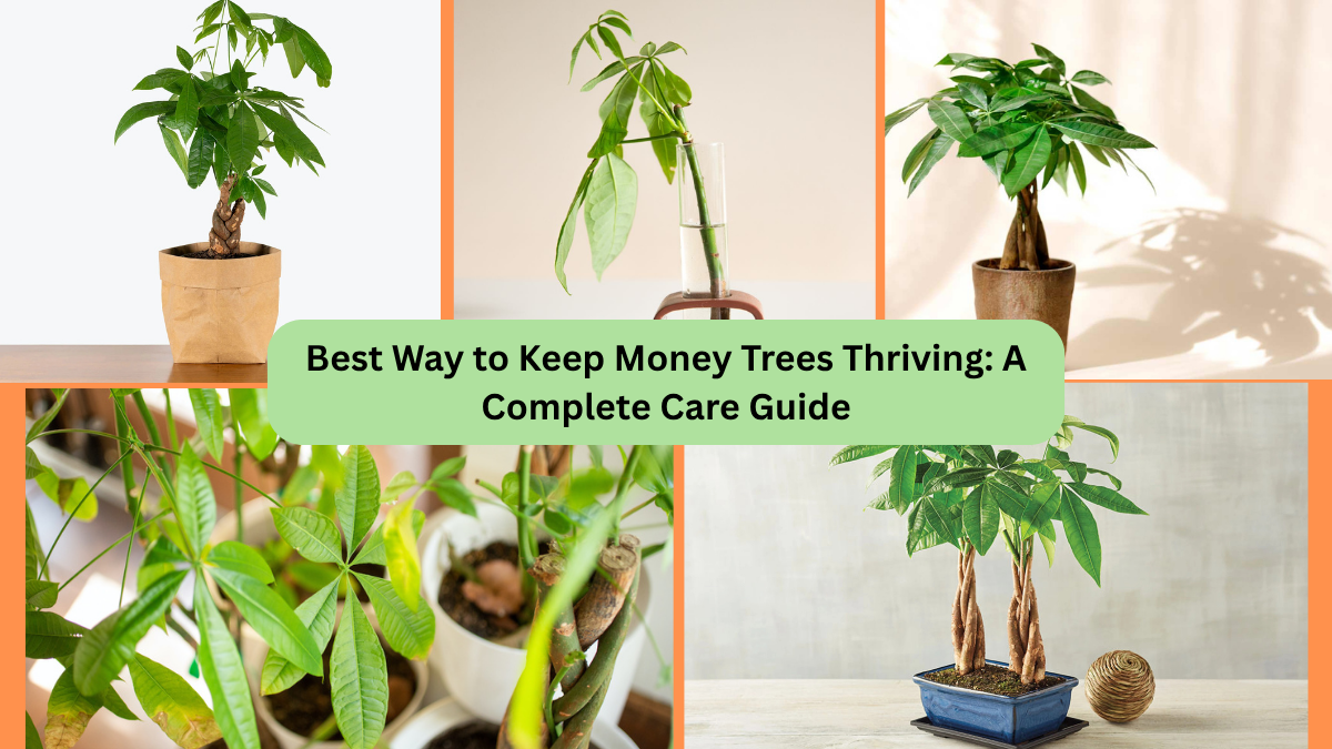 Best Way to Keep Money Trees Thriving: A Complete Care Guide