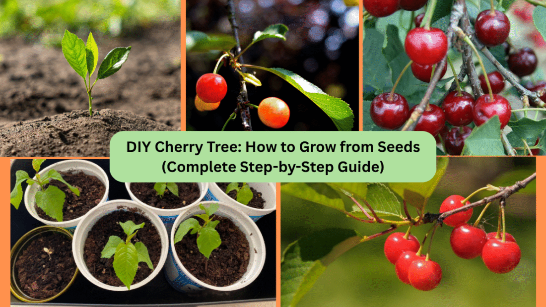 DIY Cherry Tree: How to Grow from Seeds (Complete Step-by-Step Guide)