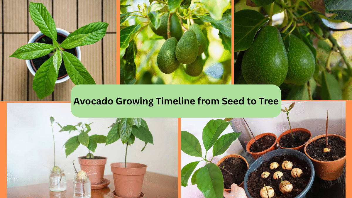 Avocado Growing Timeline from Seed to Tree