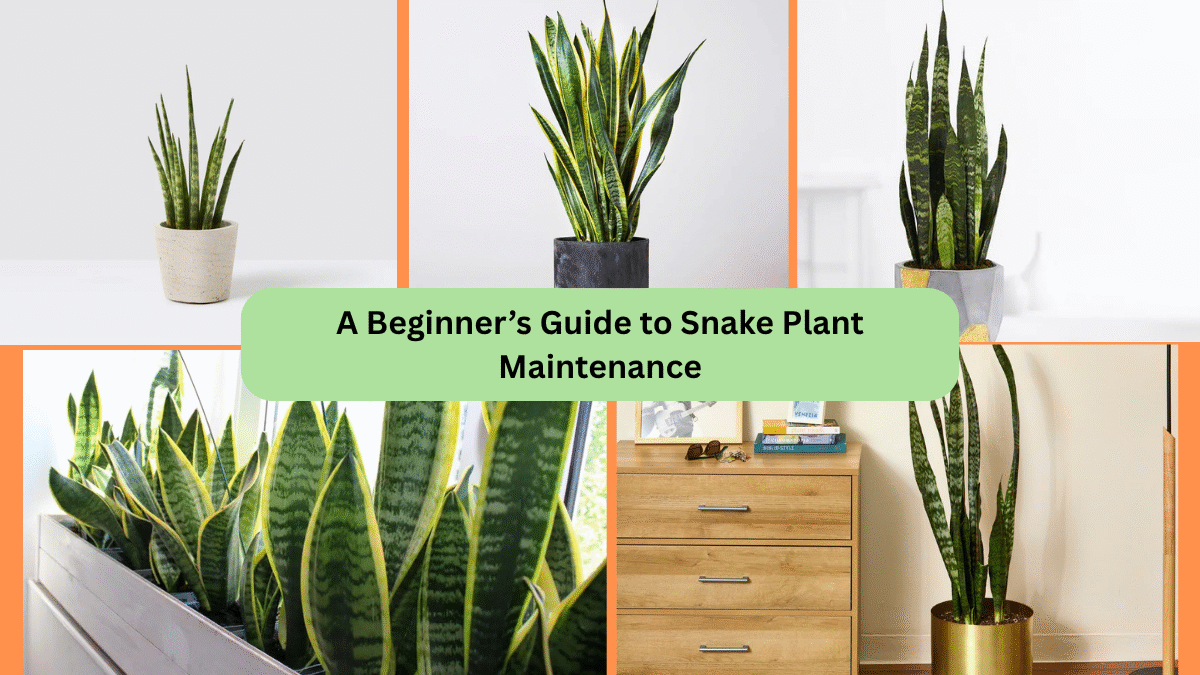 A Beginner’s Guide to Snake Plant Maintenance