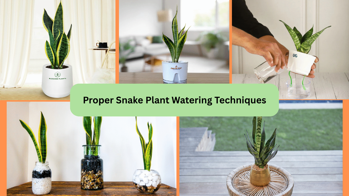 Proper Snake Plant Watering Techniques