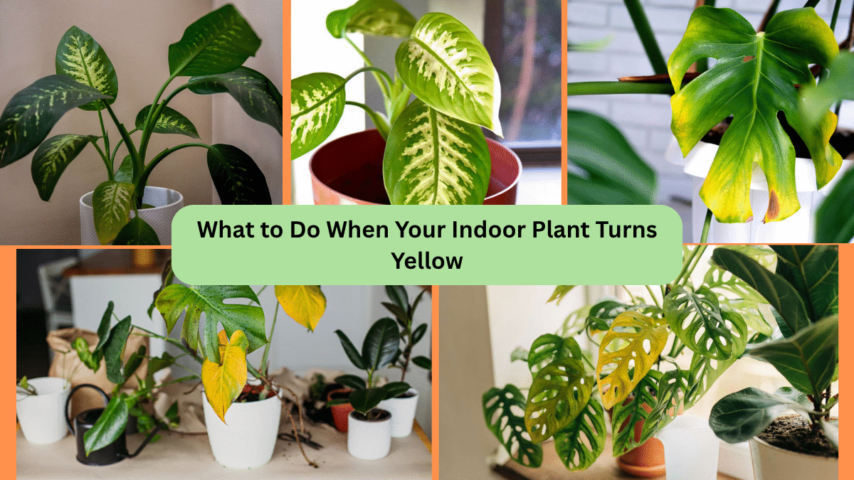What to Do When Your Indoor Plant Turns Yellow
